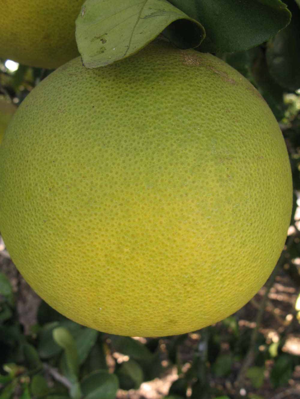              Fruit (Winter Haven, FL)       